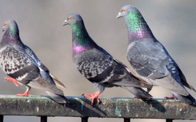 Essentials of Bird Management for Food Processors